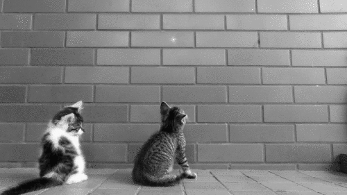 tumblr_mbjmehx3Bx1rcru73o1_500