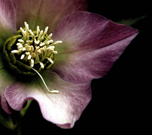 tumblr_mclstnL93r1qzl0f0o1_500