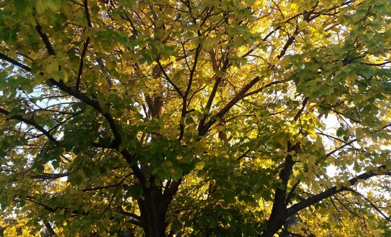 20150922_190507 - Copy