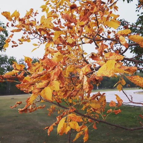 IMG_20170912_212810_601